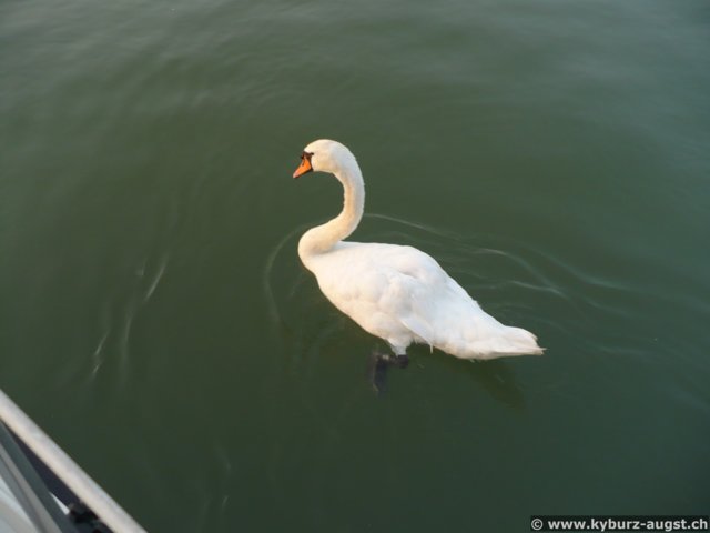 2007.08.01-rheinerg-070.jpg